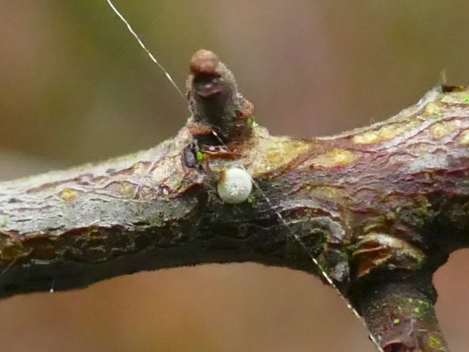 Brown Hairstreak egg 2019 - Andrew Middleton